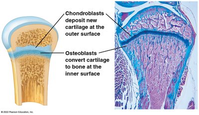 Chondroblasts and osteoblasts in bone growth
