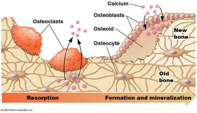 Bone remodeling with osteoclasts and osteoblasts