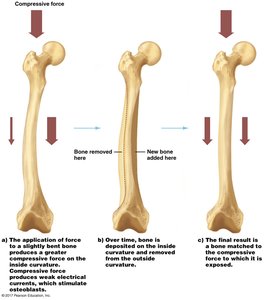Compressive force and bone remodeling