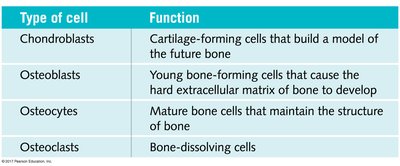 Hormonal regulation of blood calcium by calcitonin and PTH