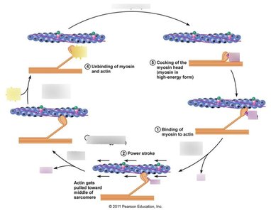 Sliding filament cycle diagram