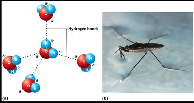 Hydrogen bonding between water molecules