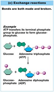 Exchange reactions