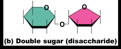 Double sugar (disaccharide)