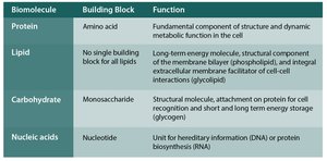 Table of biomolecules, building blocks, and functions