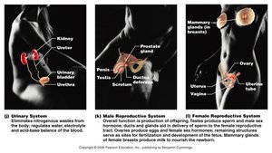 Urinary and Reproductive Systems