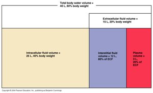 Body fluid compartments diagram