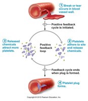 Positive feedback in platelet plug formation