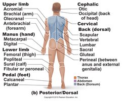 Posterior body regional landmarks