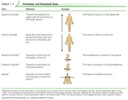 Table of directional terms