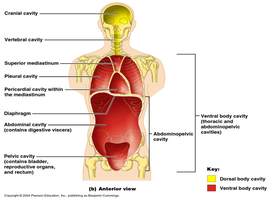 Major body cavities diagram
