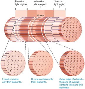 Sarcomere structure diagram