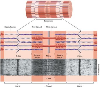 Sarcomere regions diagram