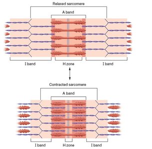 Levels of organization within a skeletal muscle