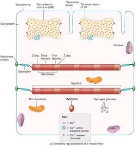Dystrophin and muscle fiber structure