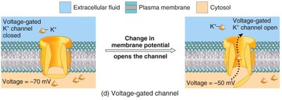 Electrochemical gradient diagram
