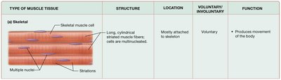 Skeletal muscle cell structure table