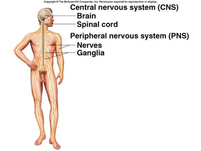 Diagram of CNS and PNS in the human body
