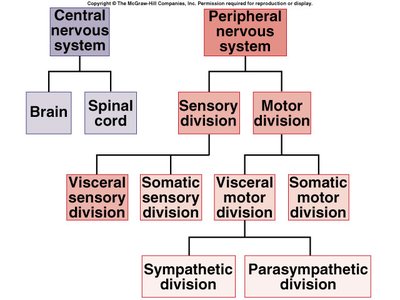 Functional organization of the nervous system