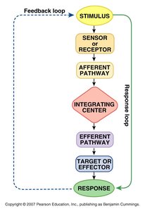 Diagram of a reflex arc
