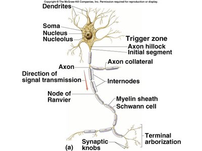 Structure of a typical neuron