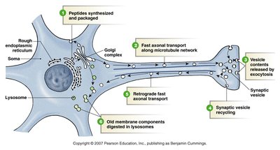 Diagram of axonal transport mechanisms