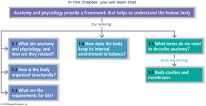 Chapter overview flowchart