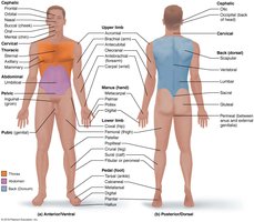 Regional terms of the body