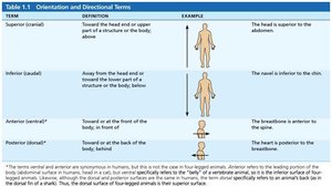 Directional terms table 1