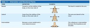 Directional terms table 2