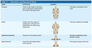 Directional terms table 3