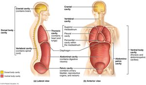 Dorsal and ventral body cavities