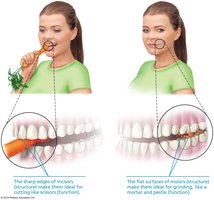 Teeth structure and function complementarity