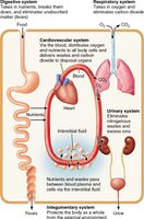 Interrelationships among body organ systems