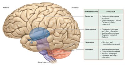 Anatomy & Physiology Study Guide: Central Nervous System | Notes