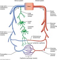 Hierarchy of blood vessels and lymphatic vessels
