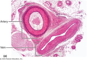 Histological section of artery and vein