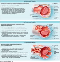 Types of capillaries: continuous, fenestrated, sinusoidal