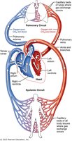 Systemic and pulmonary circuits