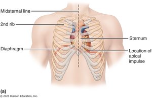 Heart location in the thorax, showing ribs and diaphragm