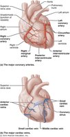 Coronary arteries and veins of the heart