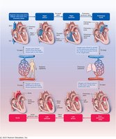 Path of blood through the heart and circuits