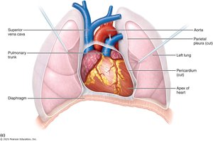 Heart in the thoracic cavity, showing lungs and major vessels