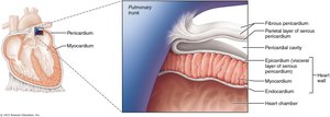 Heart wall layers and pericardium