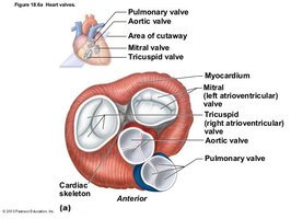 Heart valves, showing AV and semilunar valves