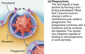 Phagocytosis process