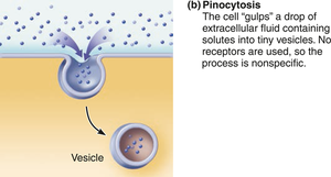 Pinocytosis process
