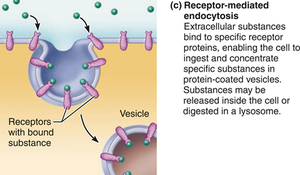 Receptor-mediated endocytosis