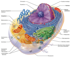 Structure of a generalized cell