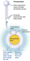 Phospholipid bilayer structure of the plasma membrane